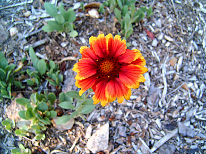 Pianta da identificare - Gaillardia sp.